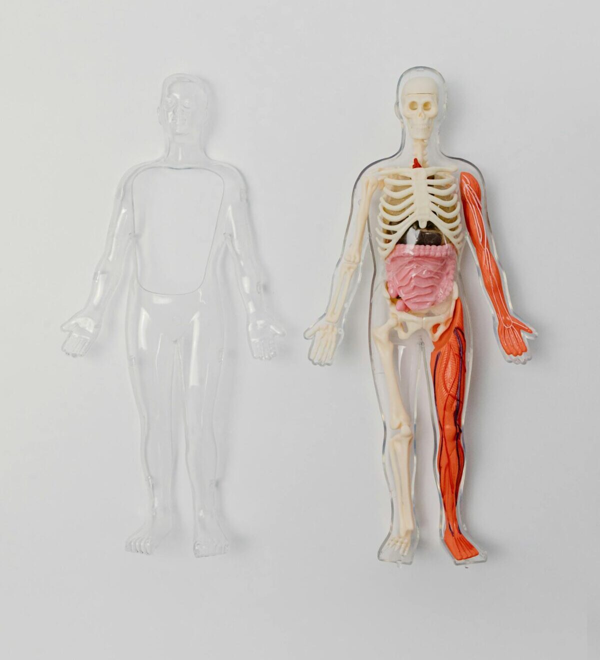 A human anatomy model with visible skeleton and organs on a plain white backdrop for educational purposes.
