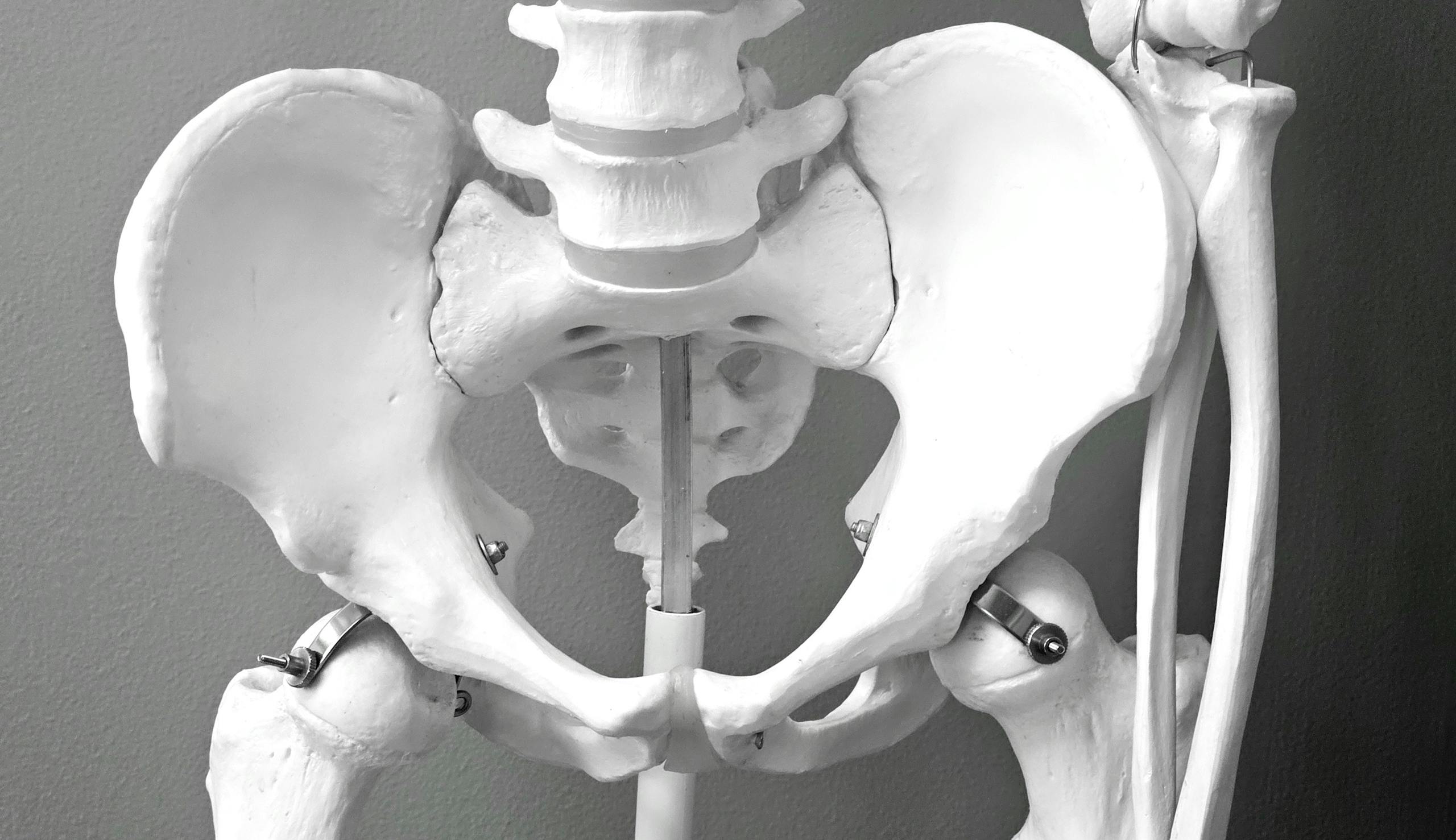 Close-up of a medical model of a human pelvic skeleton, ideal for healthcare and anatomy studies.
